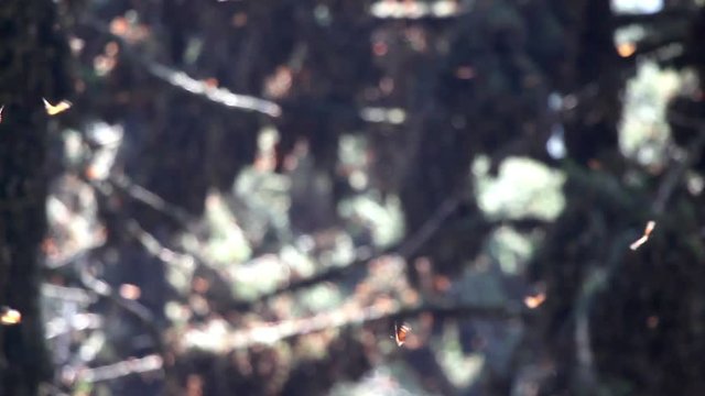 the amazing monarch butterfly sanctuary in mexico