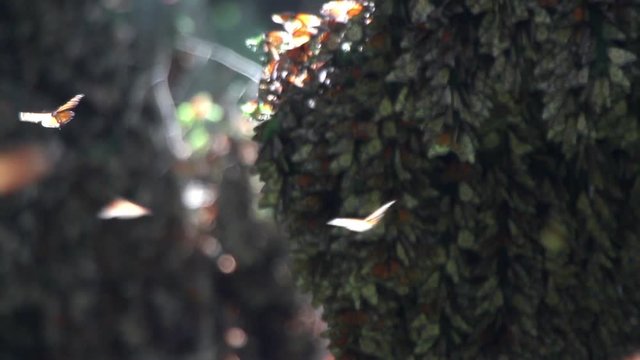 the amazing monarch butterfly sanctuary in mexico