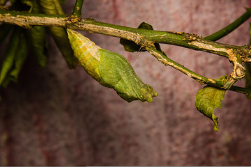 chrysalis of butterfly hanging on branch