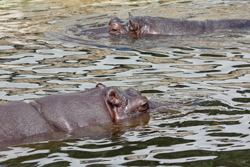 Fototapeta premium Two hippopotamus swimming in water in the Warsaw Zoo. Close-up.
