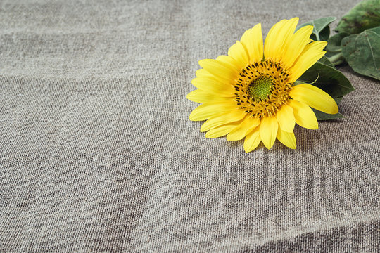 Background with sunflower on canvas burlap. Space for text.