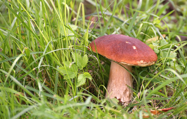 Boletus edulis Mushroom porcini on grass in forest.