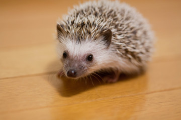 My cute hedgehog was taken in a room