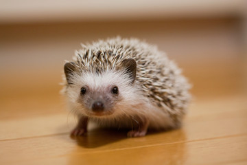 My cute hedgehog was taken in a room