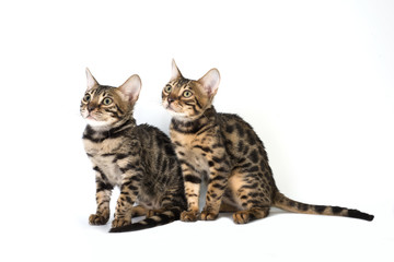 Two kitten Abyssinian, isolated on white