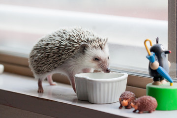 Hedgehog and eat like crazy at the window