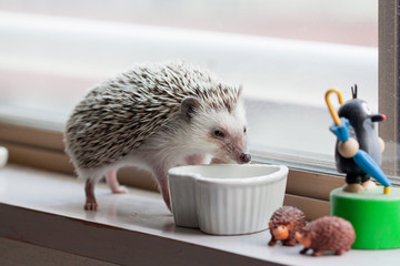 Hedgehog and eat like crazy at the window