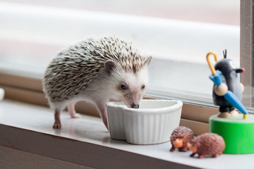 Hedgehog and eat like crazy at the window