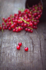Red currant berries