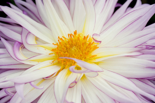 White purple dahlia cactus flower