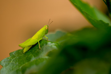 The grasshopper sit on the leaf