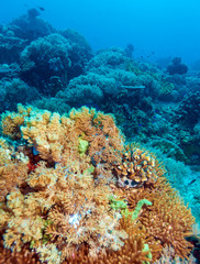 Colorful Tropical Reef Landscape