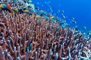 Fototapeta na wymiar Underwater Landscape with Hundreds of Fishes