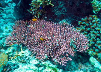 Naklejka na ściany i meble Underwater Landscape with Hundreds of Fishes