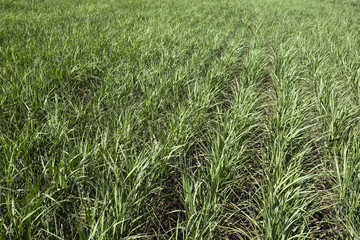 Sugarcane plantation