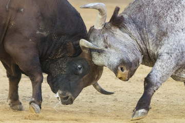 fighting bulls in a bullring in Spain