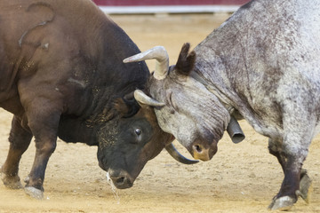 fighting bulls in a bullring in Spain