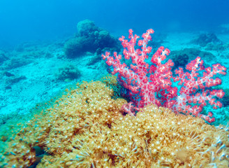 Naklejka na ściany i meble Colorful Tropical Reef Landscape