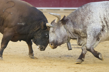 fighting bulls in a bullring in Spain