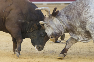 fighting bulls in a bullring in Spain