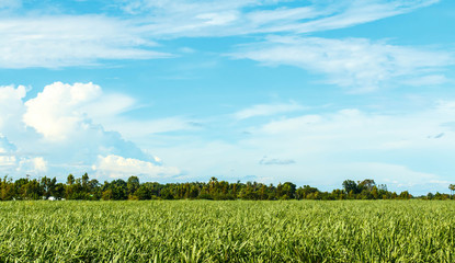 Aerial of sugarcane crops 