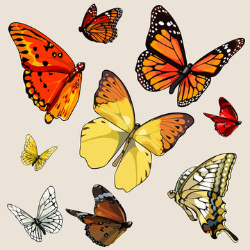 set of different butterflies in flight