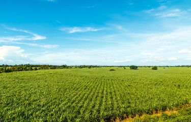 Fototapeta na wymiar Aerial of sugarcane crops 
