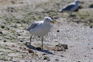 CA on beach, Ukraine, steppe. Larus macro photo with eyes.