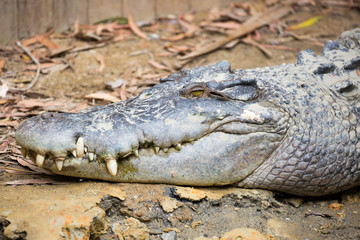 Queensland Crocodile Display