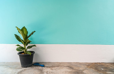 small plants with pastel cement wall background
