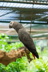 African grey parrot perched on branch
