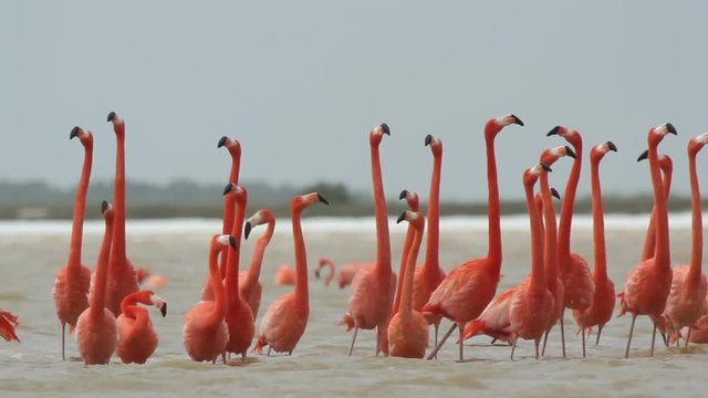 pink flamingos in the salt lagoons