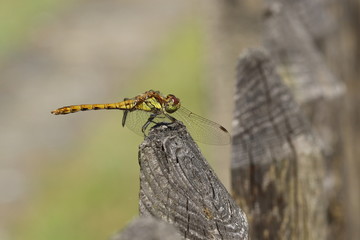 Libelle  © xana69