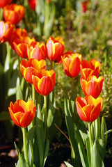close up beautiful red tulips blooming in outdoor garden