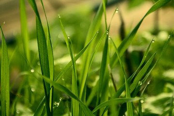 drops of dew on the grass
