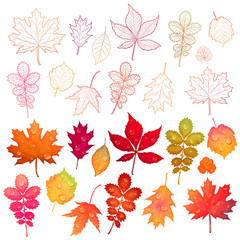 Set of colorful leaves vector