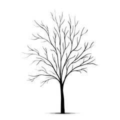 Obraz premium Tree silhouette isolated on white background