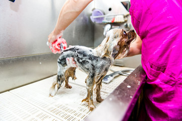 dog wash before shearing