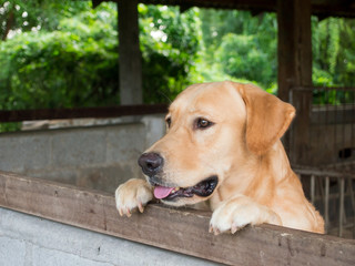 Brown dog stood behind the stall