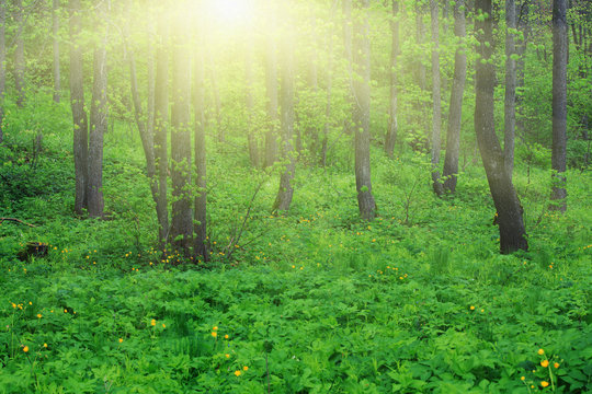 Fototapeta Scenic forest