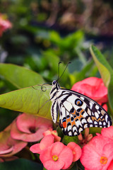 Butterfly on the flower