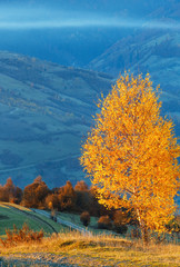 Fototapeta premium Golden birch trees in misty autumn mountain.