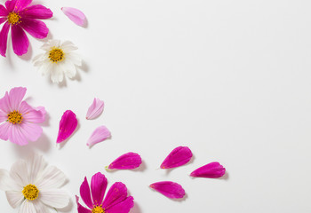 flowers on white background