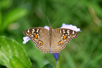 The Lemon Pansy butterfly
