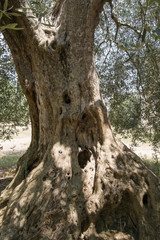 Old olive tree at Abbazia di Sant'Antimo in Montalcino, Tuscany - 117834799