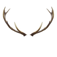 Fototapeta na wymiar deer horns.