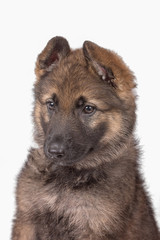 German Shepherd puppy