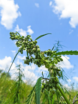 Close flowers of the cannabis plant