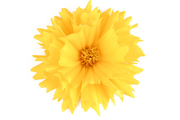 yellow flower coreopsis  isolated on white - Powered by Adobe