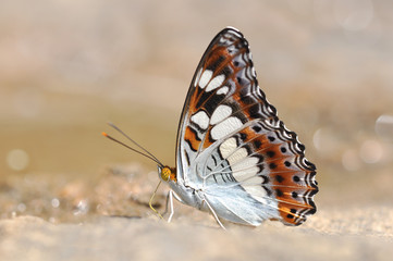 Close up of Knight butterfly in nature